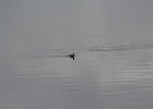Red-necked Phalarope (17)