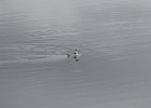 Red-necked Phalarope (2)