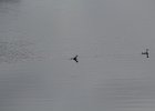 Red-necked Phalarope (22)