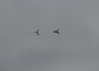 Red-necked Phalarope (23)