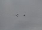 Red-necked Phalarope (24)