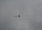 Red-necked Phalarope (26)