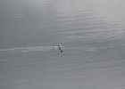 Red-necked Phalarope (27)