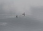 Red-necked Phalarope (28)