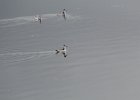 Red-necked Phalarope (29)