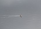 Red-necked Phalarope (3)