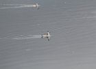 Red-necked Phalarope (31)