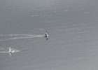 Red-necked Phalarope (4)