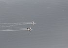 Red-necked Phalarope (5)