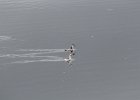 Red-necked Phalarope (6)