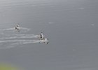 Red-necked Phalarope (7)