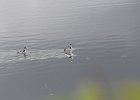 Red-necked Phalarope (9)
