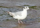 101Bonaparte's Gull