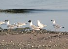 Bonaparte's Gull (1)