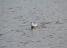 Bonaparte's Gull (100)
