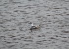 Bonaparte's Gull (103)