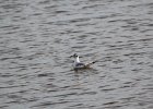 Bonaparte's Gull (104)