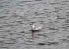 Bonaparte's Gull (105)