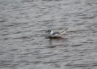 Bonaparte's Gull (106)