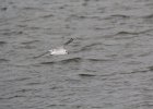 Bonaparte's Gull (38)