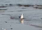 Bonaparte's Gull (39)