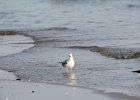 Bonaparte's Gull (40)