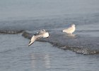 Bonaparte's Gull (41)
