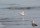 Bonaparte's Gull (42)