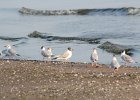 Bonaparte's Gull (43)