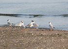 Bonaparte's Gull (44)