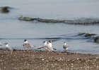 Bonaparte's Gull (45)