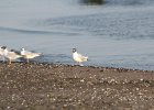 Bonaparte's Gull (47)