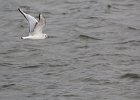 Bonaparte's Gull (48)