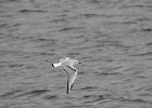 Bonaparte's Gull (49)