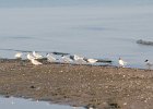 Bonaparte's Gull (50)