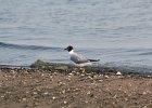 Bonaparte's Gull (51)