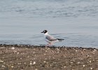 Bonaparte's Gull (52)