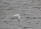 Bonaparte's Gull (53)