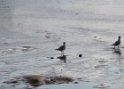 Bonaparte's Gull (55)