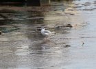 Bonaparte's Gull (57)