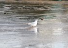 Bonaparte's Gull (58)