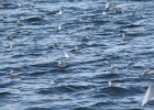 Bonaparte's Gull (59)