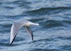 Bonaparte's Gull (63)