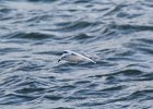 Bonaparte's Gull (64)