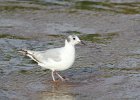 Bonaparte's Gull (67)