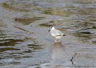 Bonaparte's Gull (68)