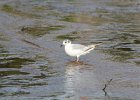 Bonaparte's Gull (69)