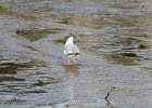 Bonaparte's Gull (70)