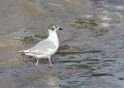 Bonaparte's Gull (71)