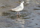 Bonaparte's Gull (72)